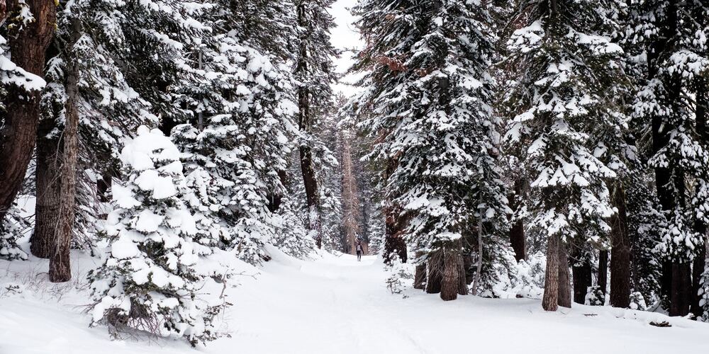 Snowy Forest - Sustainable Ski Holidays