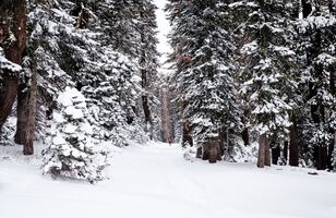 Snowy Forest - Sustainable Ski Holidays